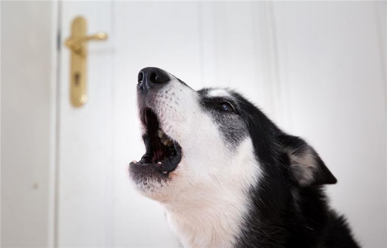 Hunde: Das Celler Amtsgericht untersagt 2002 einer Hundehalterin in Wietze (Niedersachsen) die Haltung von 15 Cockerspaniels. Damit wehrte sich ein Nachbar erfolgreich gegen das häufig kläffende Rudel in dem Wohngebiet. Die Frau durfte nur noch drei Hunde halten und musste nachts sowie in der Mittagszeit für Ruhe sorgen.