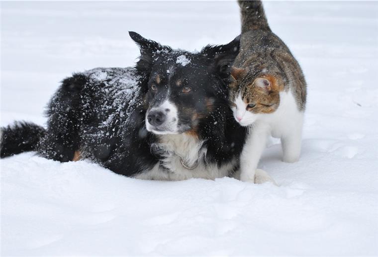 Tiersuchdienst bringt 240 Tiere nach Hause Hunde und Katzen machen den Löwenanteil bei den Tieren aus, deren Besitzer der Tiersuchdienst Wesermarsch 2020 gesucht hat.