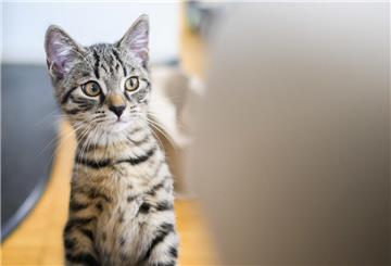 Eine junge Katze