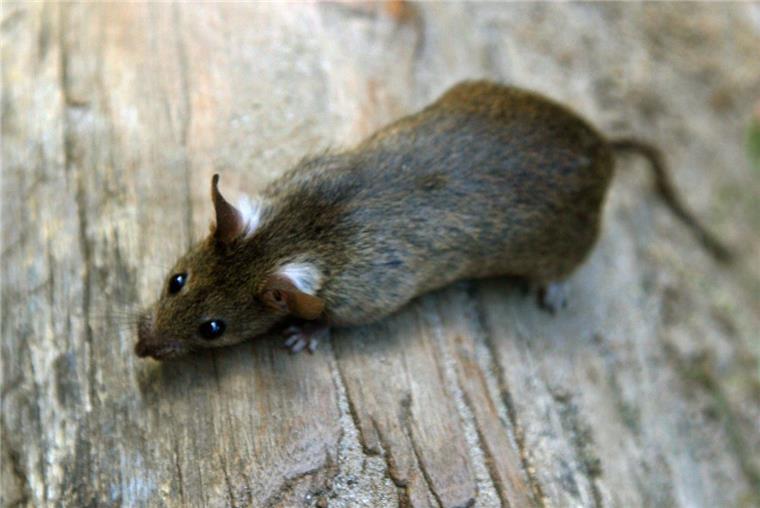 Hundebesitzer haben tote Ratten am Sandstedter Deich entdeckt.