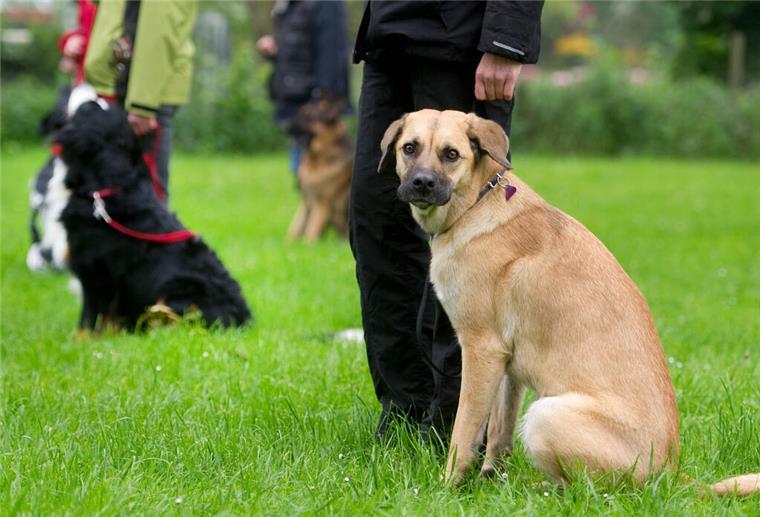Bürgerschaft beschließt Hundeführerschein in Bremerhaven und Bremen Für den Hundeführerschein: Hundehalter führen ihre Hunde an der Leine.