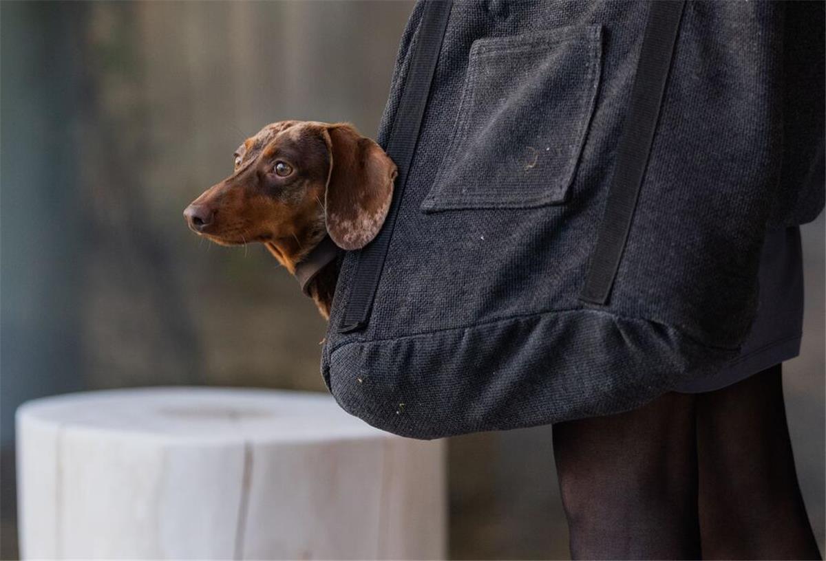 Zwergkurzhaardackel Goethe steckt beim Besuch im neuen Affenpark im Krefelder Zoo in einer Tasche.