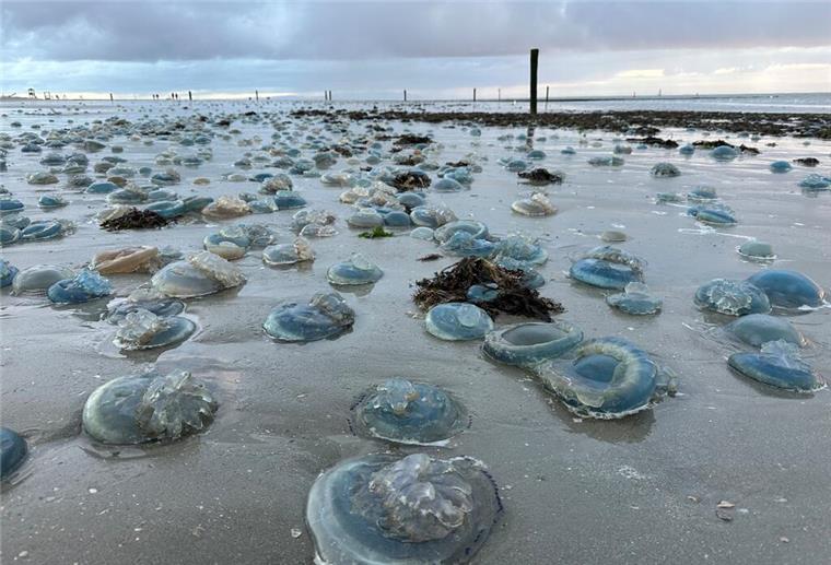 Hunderte Quallen liegen am Strand von Norderney. In Zukunft könnten Quallen fast aller Art enorm vom Klimawandel und von der Überfischung der Ozeane profitieren (Symbolbild)