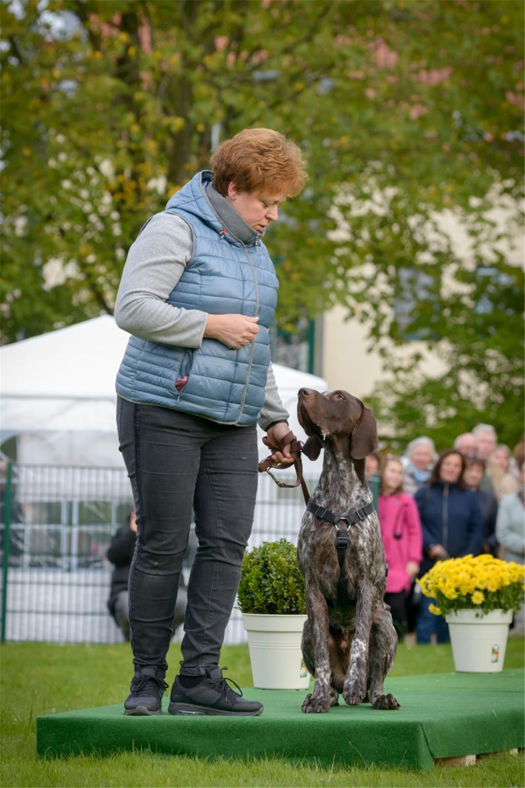 Hundeschau in Bad Bederkesa. Foto: Schimanke-f