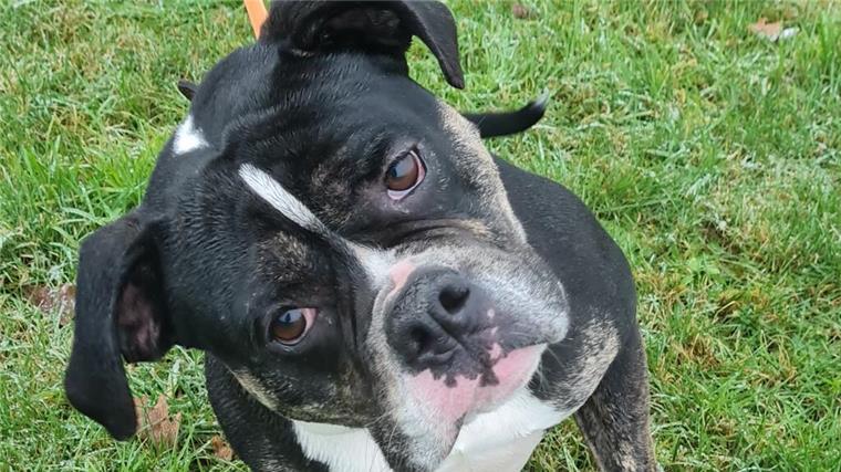 Verschmust und selbstständig: Old English Bulldogge Hunter sucht ein neues Zuhause Hunter ist ein selbstständiger Hund, der geregelte Tagesabläufe braucht.