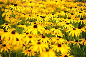 Idealer Lebensraum für Insekten und Vögel: Ein naturnaher Garten.