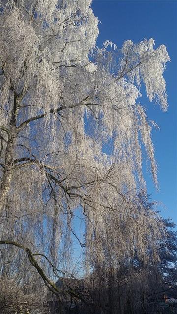 Idyllisch wirkt dieser schneebedeckte Baum. Foto Sprattler