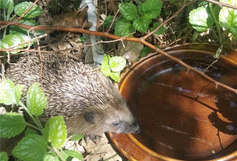 Igel leiden zurzeit unter der Trockenheit. Wer den Tieren helfen möchte, der kann einen Trinknapf in seinem Garten aufstellen. Auch Insekten und Vogelfreuen sich über Trinkstellen. 
