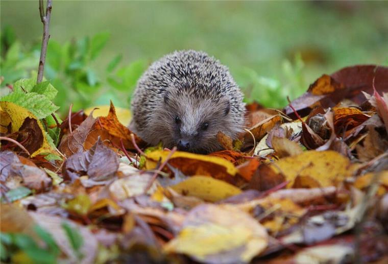 Ein Igel läuft durch das Laub in einem Garten.
