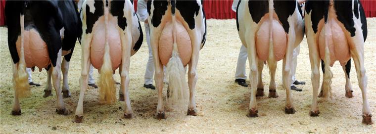 Ihre satten Euter sind derzeit nicht gefragt: Der Milchpreis ist tief im Keller. Foto: Ingo Wagner