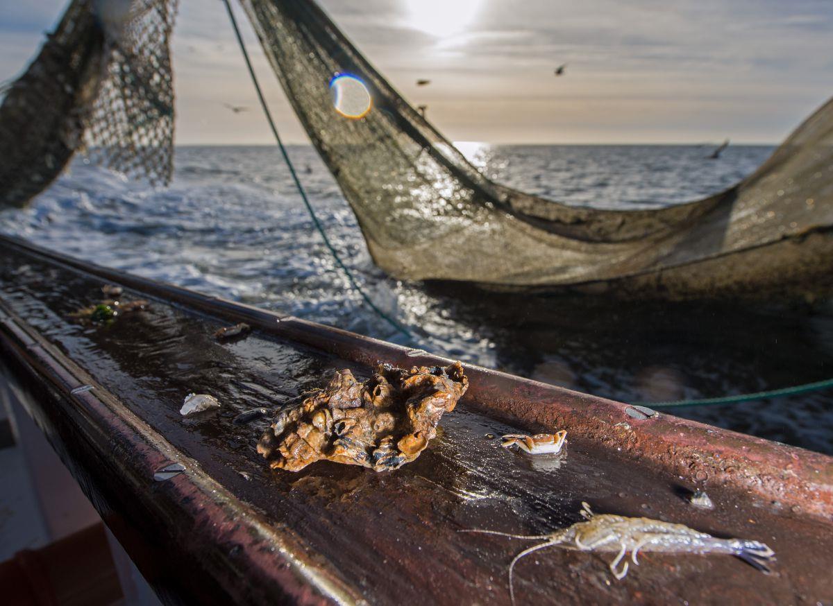 Einigung zwischen Krabbenfischern und EU ist in Sicht Ihren Beifang dürfen die Krabbenfischer bisher zurück ins Meer geben. Ab Ende 2018 sollte mit dieser Ausnahmeregelung Schluss sein.