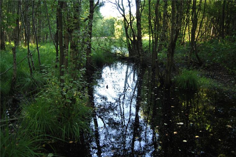 Wo Bremerhavens größter Wald wächst Im Ahnthammsmoor wuchern unter anderem Birken, Erlen und Pappeln – Bäume also, die einen nassen Untergrund gut vertragen.