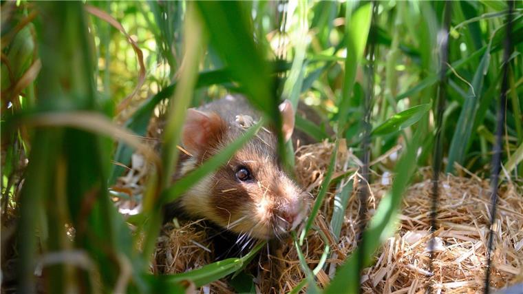 Im Auswilderungsgebiet in Göttingen leben derzeit schätzungsweise um die 30 Tiere.