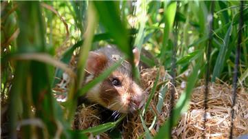 Im Auswilderungsgebiet in Göttingen leben derzeit schätzungsweise um die 30 Tiere.
