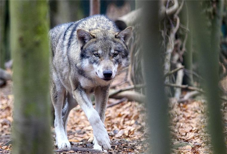 Wolf