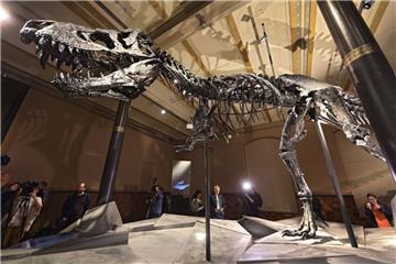 Berliner Naturkundemuseum präsentiert Tyrannosaurus rex