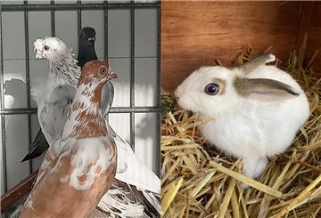 Tauben und ein Kaninchen