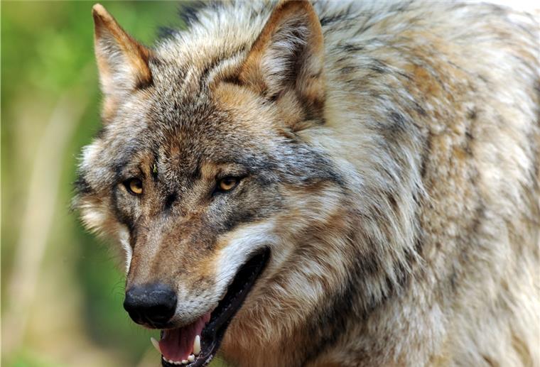 Keine Lust auf Beschimpfungen und Beleidigungen Im Februar und März hatte der Wolfsberater nach sieben Attacken auf Schafherden und einem getöteten Kalb viel zu tun.