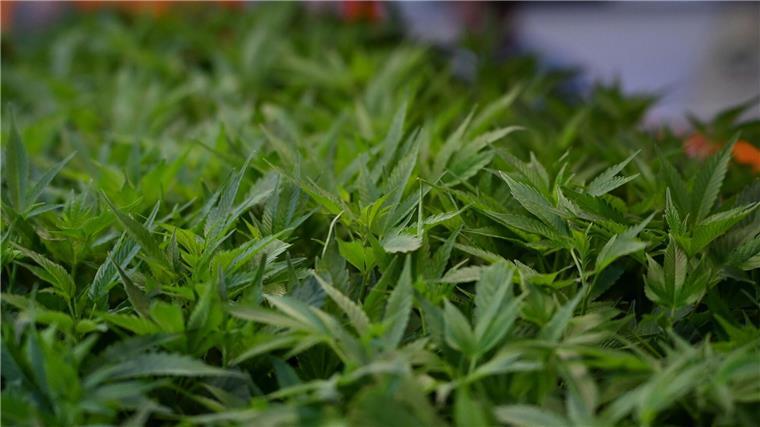 Polizei hebt Cannabis-Bande in Niedersachsen und NRW aus Im Fokus der Ermittler aus NRW und Niedersachsen stehen Cannabisplantagen. (Symbolbild)