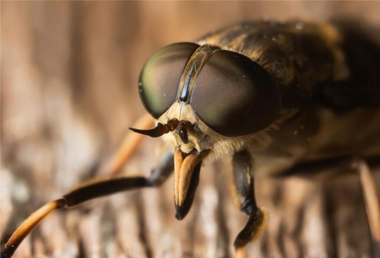ARCHIV - 14.06.2025, Baden-Württemberg, Aichhalden: Eine Bremse (Tabanidae) hält sich an einer Holzlatte eines Pferdestalls fest. Die Hochzeit der Bremsen läuft derzeit - im Gegensatz zu vielen anderen Insektenarten gelten sie nicht als gefährdet und treten vor allem ab Juni in ländlichen Regionen, Wäldern, Feuchtgebieten und Weidegebieten in weiten Teilen Deutschlands vermehrt auf. (zu dpa: «Bremsen wieder unterwegs - Was hilft gegen die Blutsauger?») Foto: Silas Stein/dpa +++ dpa-Bildfunk +++