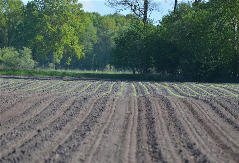 Kalbe bei Sittensen: Kranichen schmeckt die Maissaat Im Hintergrund sind die jungen Maispflanzen zu sehen, die Landwirt Jörn Gerken am 23. April gesät hat. Doch auf Teilen des Ackers wurden die Halme von Kranichen herausgezupft.