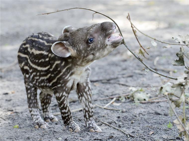Im Jaderpark ist vor wenigen Tagen ein Tapirbaby geboren worden.