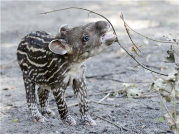 Im Jaderpark ist vor wenigen Tagen ein Tapirbaby geboren worden.