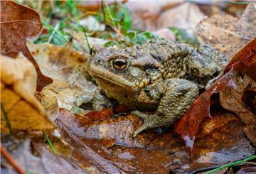 Eine Kröte in der Natur.