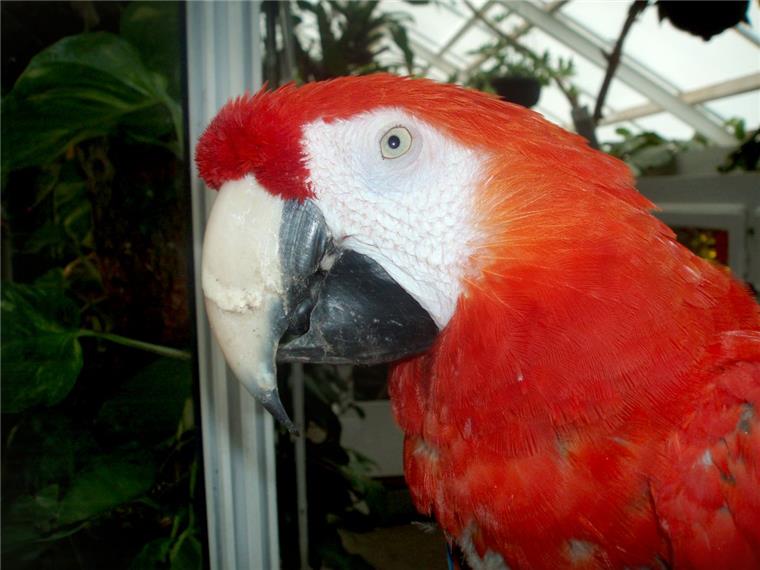 Pippis Papagei Rosalinde soll eingeschläfert werden Pippi Langstrumpf-Papagei Rosalinde