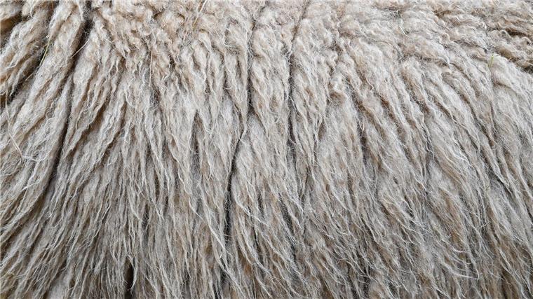 Im Landkreis Harburg verbrannte ein Mann Schafwolle - und muss mit einer hohen Strafe rechnen. (Symbolbild)