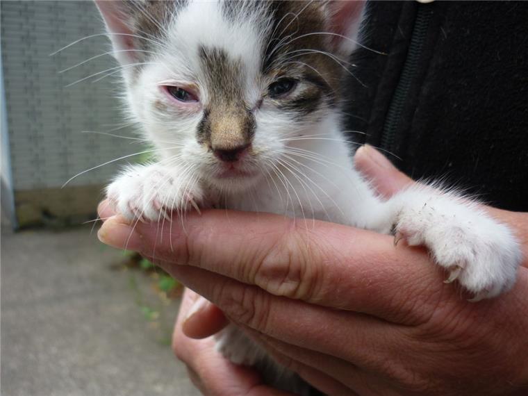Katzen in der Wesermarsch vermehren sich unkontrolliert Im Landkreis steigt die Zahl der frei lebenden Katzen weiter an.
