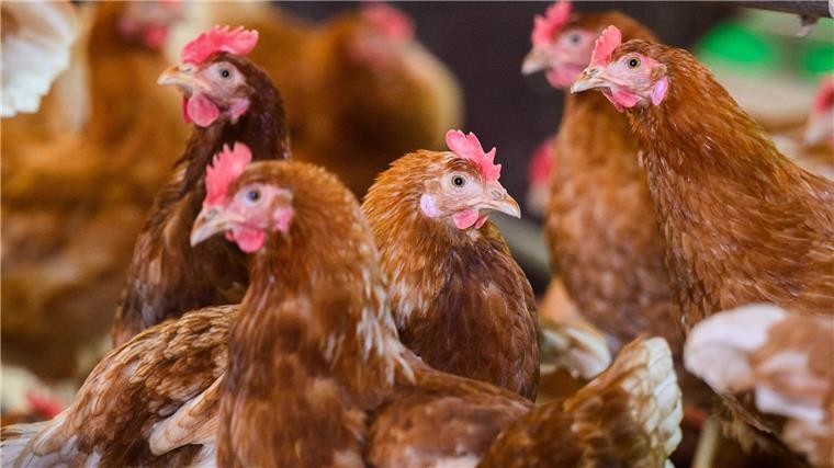 Im Landkreis Vechta sollen wegen der Vogelgrippe in einem Betrieb 130.000 Legehennen getötet werden. (Symbolbild) 