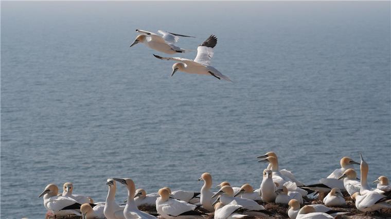 Brutsaison auf dem Lummenfelsen auf Helgoland Im Laufe des Aprils sollen alle Brutpaare zurück sein.