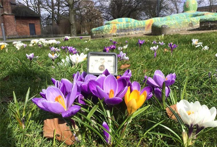 Bremerhaven: Bunte Blumen statt Schneedecke im Leher Stadtpark Winterlinge und Krokusse blühen schon