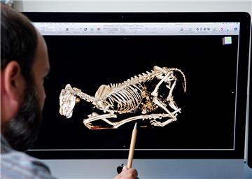Im Leibniz-Institut für Zoo- und Wildtierforschung wurden schon in der Vergangenheit tote Wölfe untersucht. Dieser auf der 3D-Aufnahme des Computertomographen kam bei einem Verkehrsunfall ums Leben. Am Dienstag wurde der Köhlener Wolf untersucht.