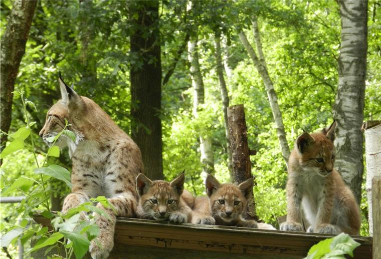 Beverstedt: Tierpark ist am Sonntag wieder geöffnet Luchse in einem Wald.