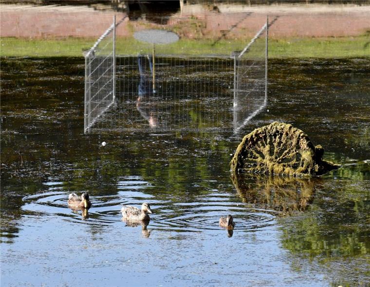 Bremerhaven: Umsiedlung der Fische aus dem Holzhafen vertagt Im Moment ist immer noch zu viel Wasser im Hafenbecken, um die Fische herauszuholen. Die Enten nutzen den 25-Zentimeter-Wasserstand, um ihre Runden auf dem Holzhafen in Bremerhaven zu drehen. Geplant ist, auch die Entenpaare mit ihren Küken umzusiedeln.