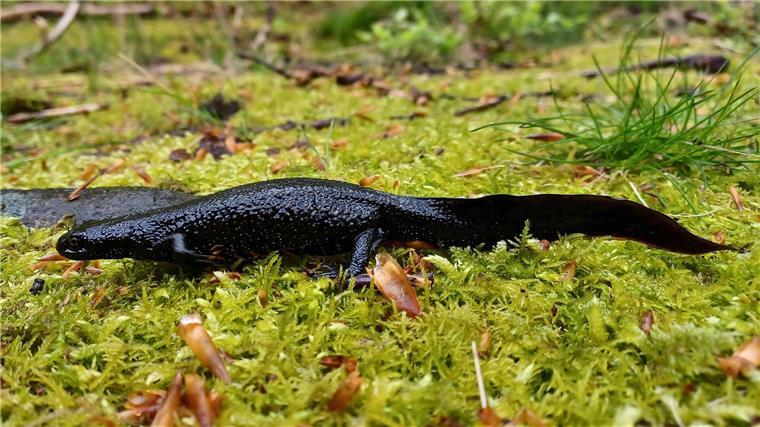 Nationalpark Harz meldet Fund des Nördlichen Kammmolchs Im Nationalpark Harz sind erstmals Exemplare des streng geschützten Nördlichen Kammmolchs gefunden worden.