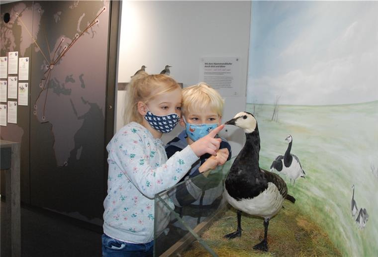 Fedderwardersiel: Nationalparkhaus startet wieder Im Nationalparkhaus und Museum Fedderwardersiel öffnet die Ausstellung wieder für Besucher.