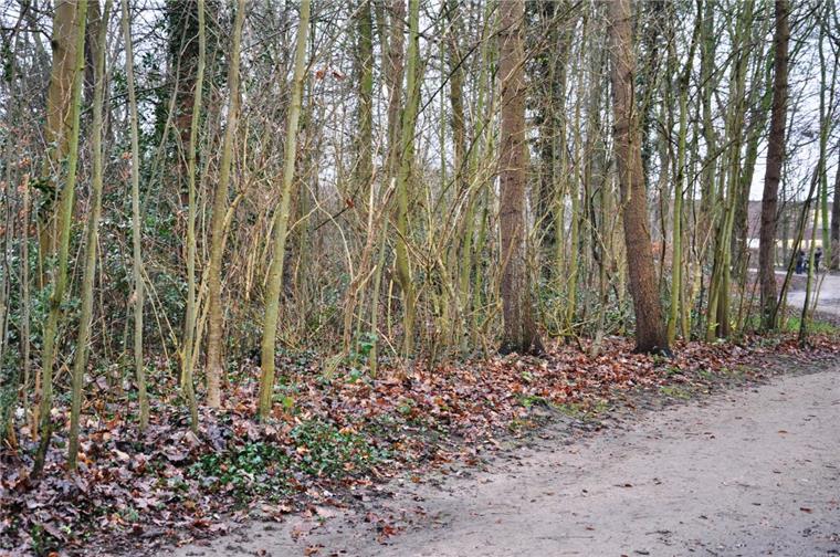 Nun gibt es Streit um die Umgestaltung des Friedeburgparks Im Nordenhamer Friedeburgpark gibt es viel Wildwuchs. Den möchte der Bauhof weitgehend entfernen lassen.