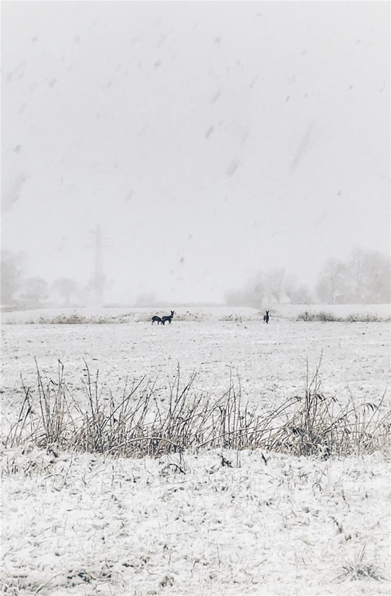Der Winter ist zurück: Schneefotos aus der Wesermarsch Im Schnee geht die Tarnung schnell verloren. Foto Hübner