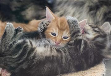 Katzenbabys liegen im Tierheim Berlin in ihrem Gehege. 