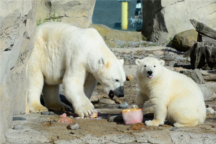 Zoo am Meer: Lili und Valeska gehen vorerst getrennte Wege Im Sommer 2016 (unser Archivbild) war bei Familie Eisbär im Zoo am Meer noch alles in Ordnung. Gemeinsam verspeisten Lili und Valeska eine Eisbombe.