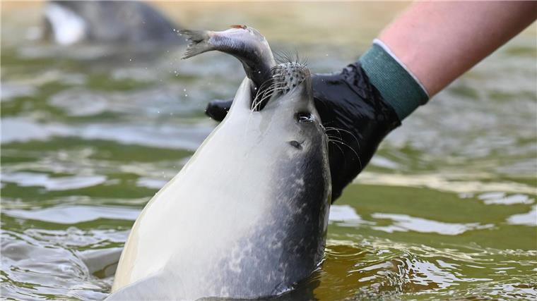 Im Sommer werden mehrere Tonnen Fisch pro Woche verfüttert.