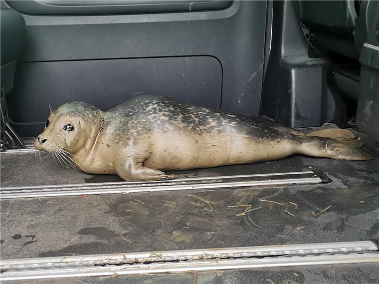 Bremerhaven: Kleiner Seehund ist wohlauf Im Streifenwagen konnte sich der Seehund nach seiner Rettung am vergangenen Donnerstag aus dem Weserschlick bis zum Eintreffen der Feuerwehr ausruhen.