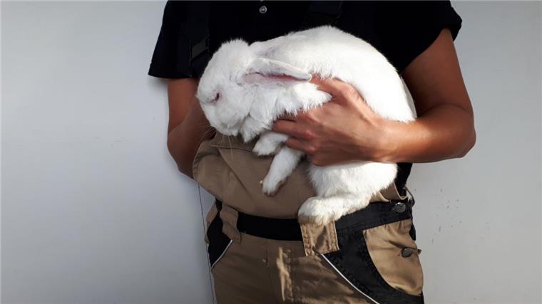 Im Tierheim wartet das weiße Kaninchen nun auf seinen Besitzer.