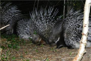 Im Tierpark Cux-Art in Beverstedt sind neuen Stachelschweine ausgebüxt. Eins wird immer noch vermisst. 