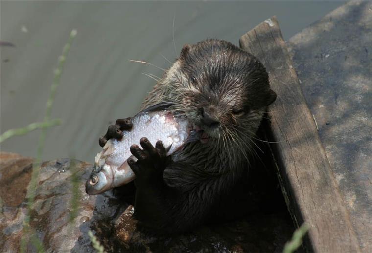 Tierpark hat am Sonntag geöffnet Im Tierpark Cux-Art sind auch Otter zu beobachten.