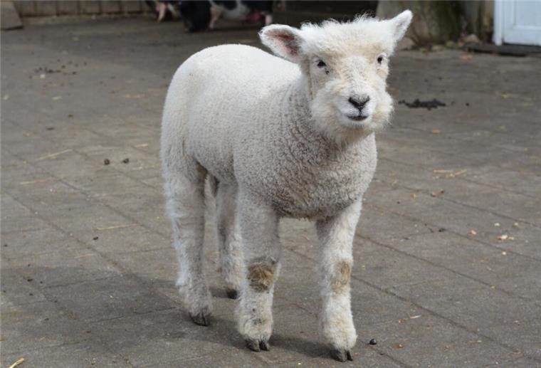 Ferkel