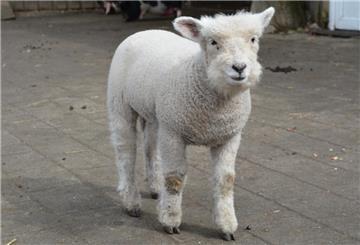 Ferkel